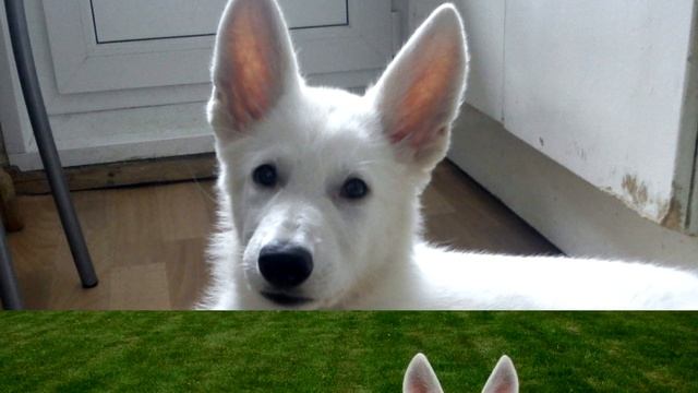 Порода собак. Большая швейцарская пастушья собака смотреть онлайн