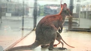 КЕНГУРУ И МАЛЫШ ЗАЛАЗИТ В СУМКУ К МАМЕ