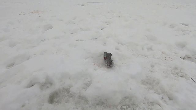 У кого то первая зимняя рыбалка, начало положено #РыболовныйГид #ОтдыхКарелия #РадужнаяФорель #Весн смотреть онлайн