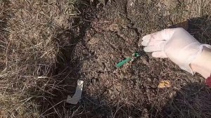 Подкормите жимолость ранней весной