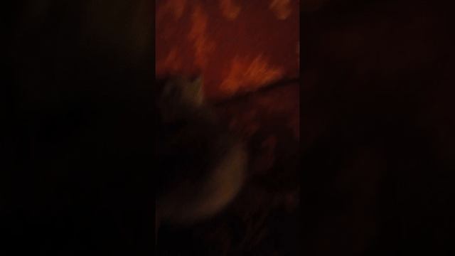 Моя кошка пума смотреть онлайн