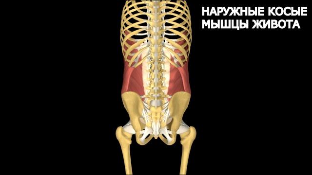 Мышцы "Кора". Теоретический обзор. смотреть онлайн