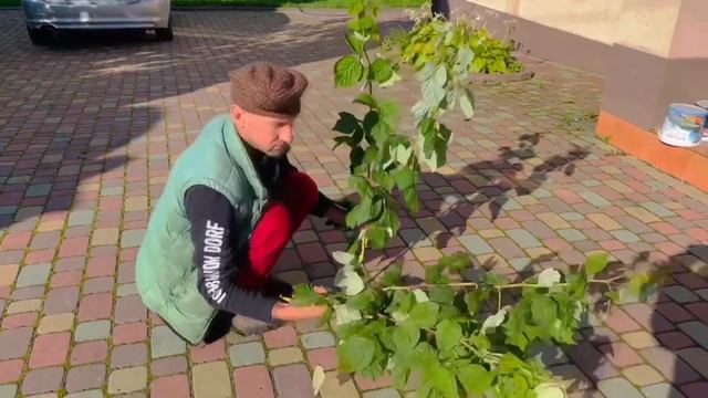 Малина Маравілла. 2-й рік після посадки. ( Врожай ) смотреть онлайн