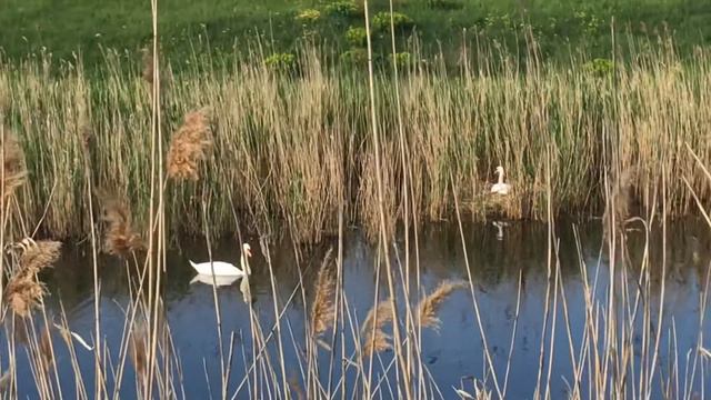 Лебеди на реке.Лебединое гнездо. Наблюдаем каждые выходные. Прекрасные птицы. смотреть онлайн