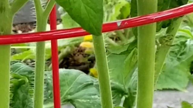 BRANDYWINE TOMATO PLANT - PLANTING FIELDS ARBORETUM - OYSTER BAY, NEW YORK