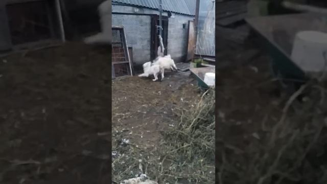 Алабай и козел... смотреть онлайн