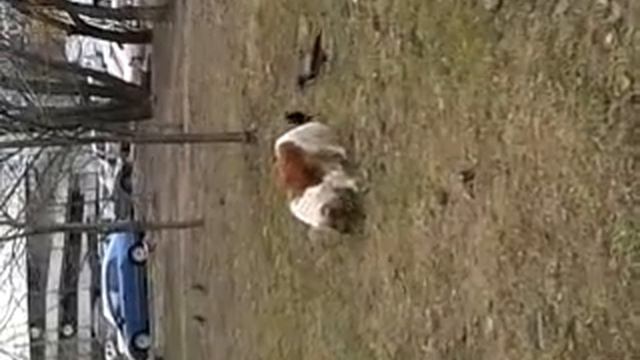 Вороны нападают на собаку смотреть онлайн