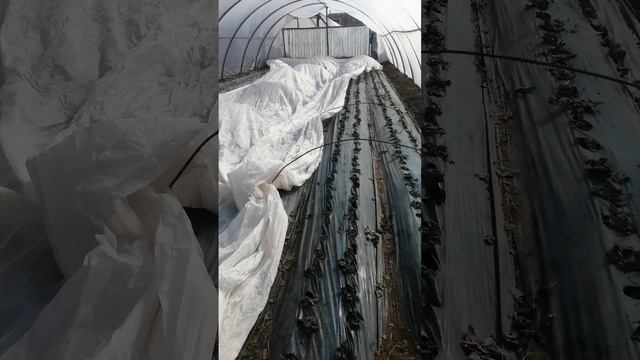 первая обработка и полив на клубнике смотреть онлайн