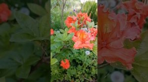 Рододендрон Gibraltar. Цветение.