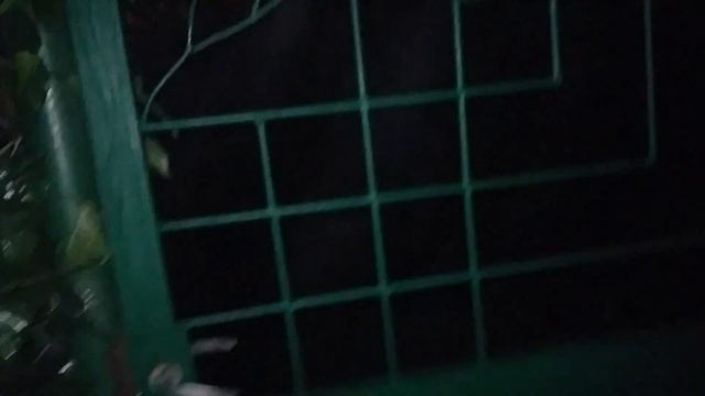 resultado final de la siembra de semillas de Ipomoea alba / Dama de noche смотреть онлайн