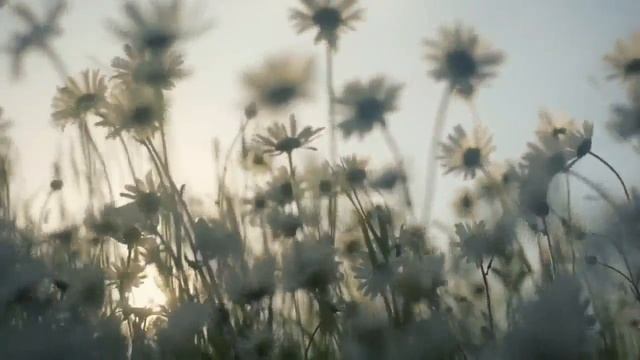 ФУТАЖ Полевые ромашки смотреть онлайн