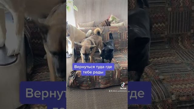 Нам никогда не бывает одиноко и скучно #собаки #коты смотреть онлайн