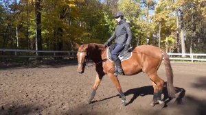 Управление лошадью. Как выполнять вольты.