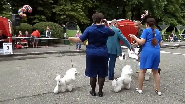 той пудели , сравнение на ЛПП