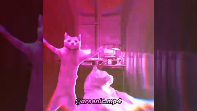 Grey Dancing Cat Memes Compilation ( Dougie Cat Memes ) смотреть онлайн