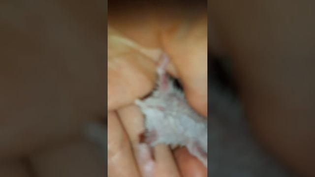 Имя кличка джунгарикам! смотреть онлайн