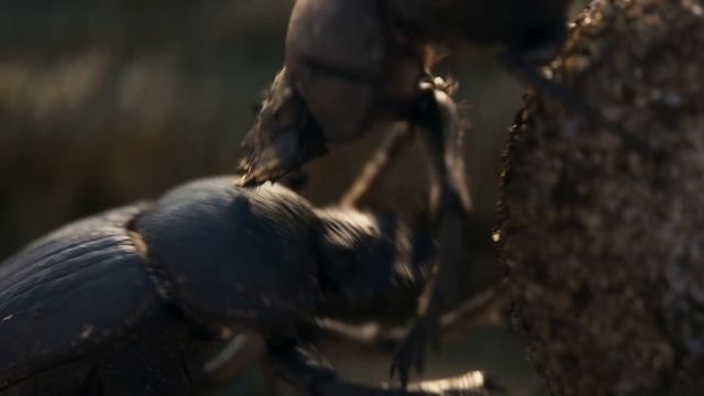 Total War: PHARAOH - Announce Trailer смотреть онлайн