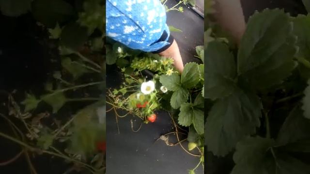 Нейтралы клубники в Сибири конец сентября #Кабрилло #Мурано #Вивара #Маджестик Ферма "Омская Ягода" смотреть онлайн