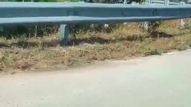 мышь атакует змею. Размер не имеет значения смотреть онлайн