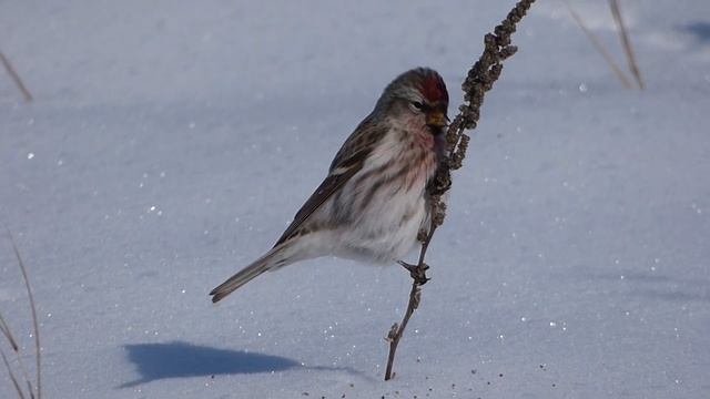 Обыкновенная чечетка/Acanthis flammea /Redpoll смотреть онлайн