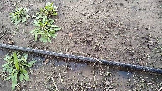 Капельный полив Часть 2 Разводка и подключение магистральной трубы смотреть онлайн