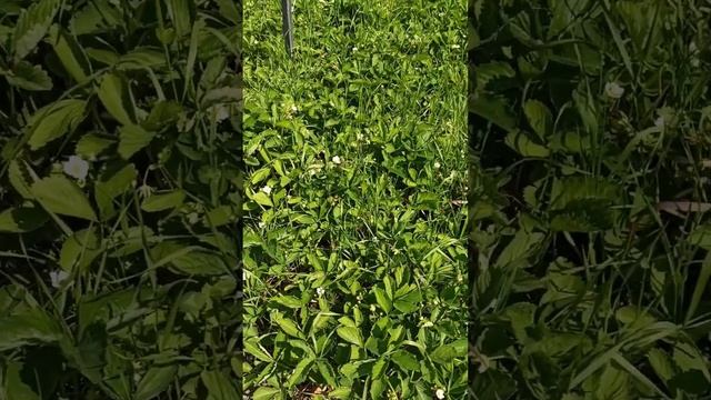 Обзор дачи июнь 2023 г/выходной/ Карелия смотреть онлайн