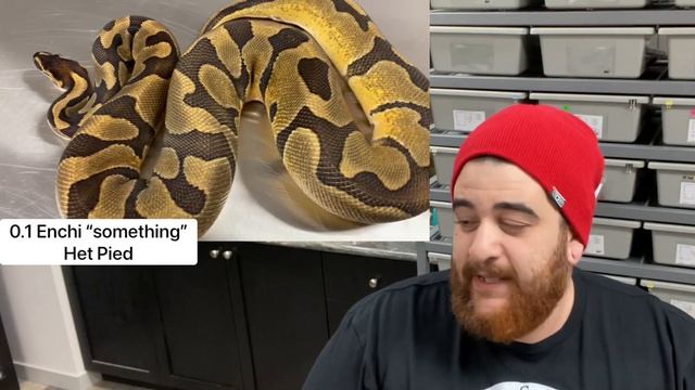 5 tips to get your ball python to eat!! смотреть онлайн