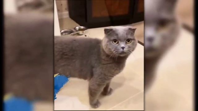 Кота таращит от ??