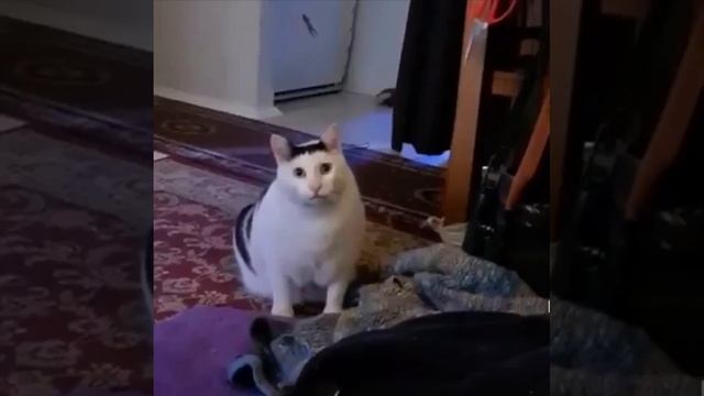 ? Учёные насчитали у котов 276 выражений мордыЭмоции фиксировали на видео. смотреть онлайн