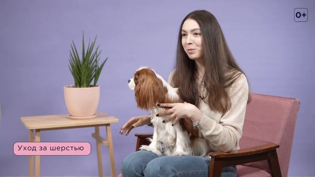 10 вопросов о Кавалер-Кинг-Чарльз-Спаниеле / Характер и поведение кавалеров смотреть онлайн