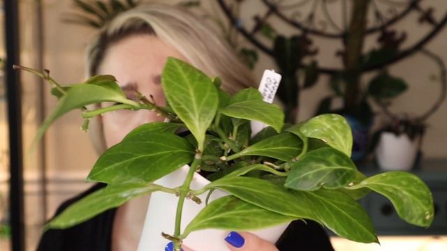 Hoya Obscura 'Philip' First Bloom And How I Care For This Hoya смотреть онлайн