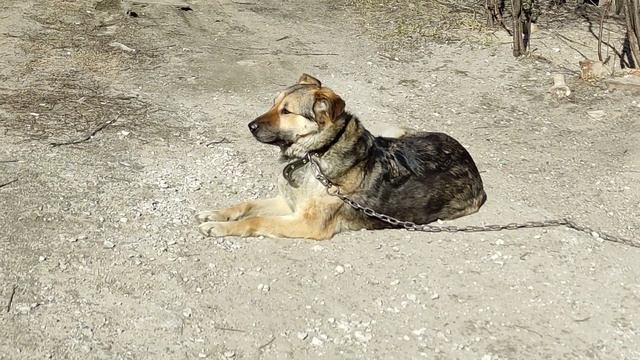 Сторожевая собака охраняет дом. Guard dog guarding the house смотреть онлайн