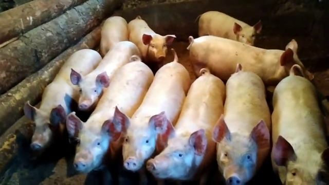 Свиноводство в селе/Вес поросёнка в три месяца. смотреть онлайн