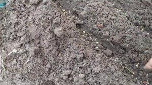 Посев семян шиповника.