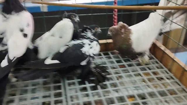 17.02.2024 г Москва Голуби Анатолия на продажу! тел. 89636583835 Анатолий смотреть онлайн