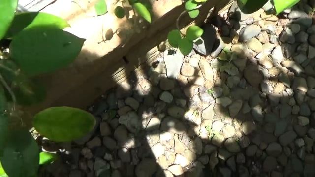 Хойи Весна-Лето.. Hoya Litoralis, Hoya Macgilivrayi, H. Potsii, H. callistophylla Flowering смотреть онлайн