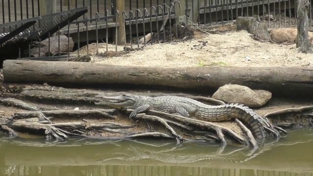 Зубастые Крокодилы вокруг нас. Австралия - город Кернс смотреть онлайн