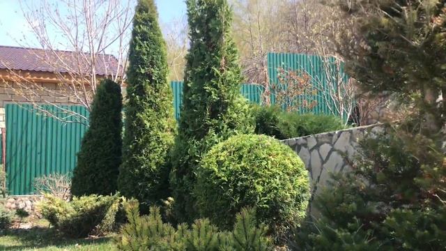 Ландшафт сада. Топиарная стрижка хвойных растений. Весенняя обрезка сада смотреть онлайн