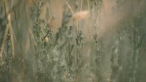 СТЕПЬ. Оренбургский Заповедник, Предуральская степь