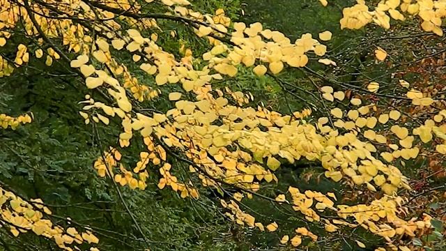 Cercidiphyllum Japonicum