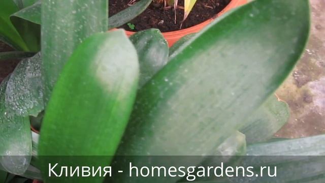 Кливия не цветет, что делать? смотреть онлайн