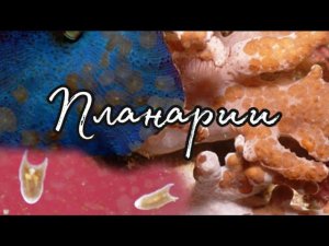 Борюсь с планарией в моём морском аквариуме