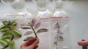 Традесканции новинки Unicorn, Lavender и каллизия Congesta Variegata White