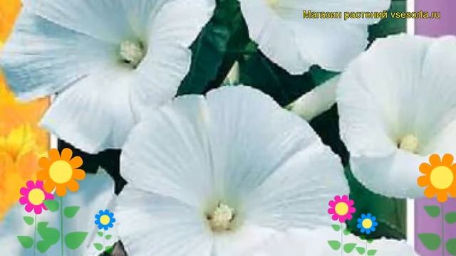 Лаватера Монт бланк. Краткий обзор, описание характеристик lavatera trimestris Montblanc смотреть онлайн