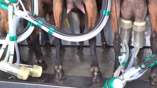 Альпийские козы на ферме в Австрии смотреть онлайн