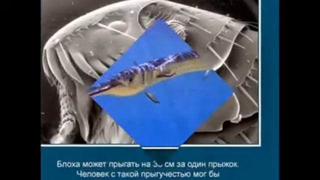 Интересные факты о животных! смотреть онлайн