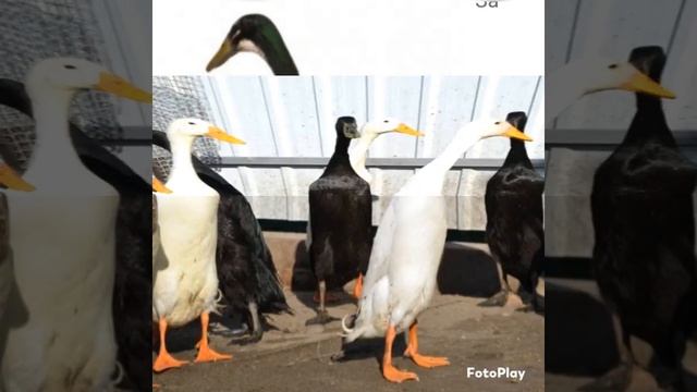 Индийская утка- бегунок смотреть онлайн