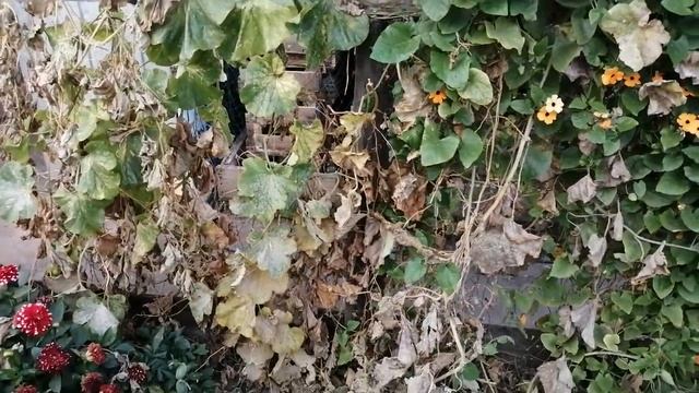 Огурдыня собираем урожай! смотреть онлайн