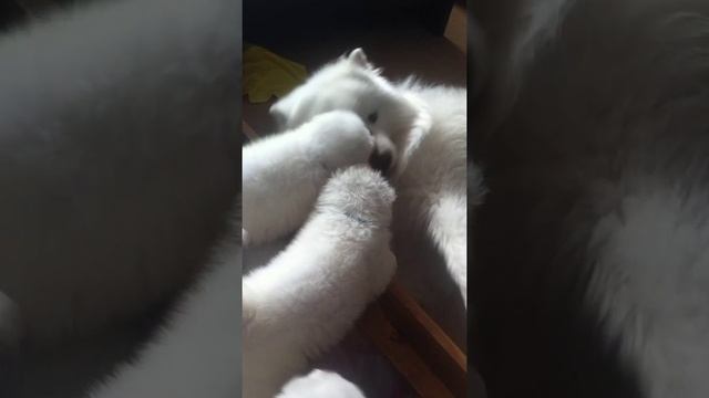 Щенки самоеда (Samoyed Puppies) смотреть онлайн