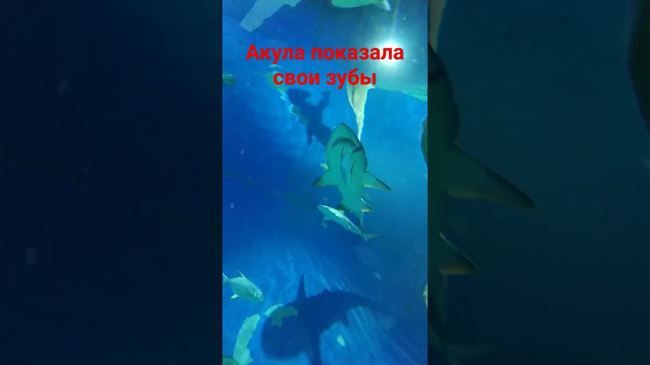 ЧЕЛЮСТИ АКУЛЫ смотреть онлайн